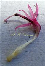  Disc Floret